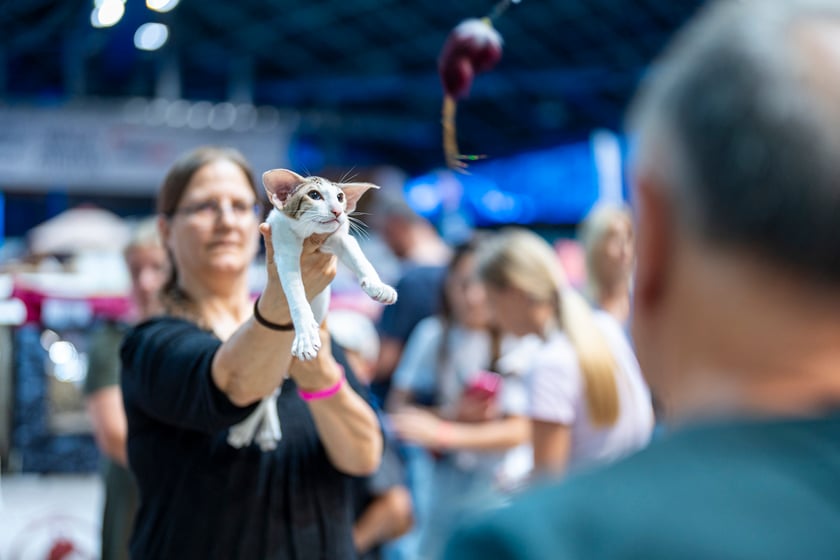 Międzynarodowa wystawa kotów rasowych w hali Orbita we Wrocławiu, 7-8 września 2024